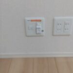 クリプトメリア 画像17