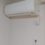 クリプトメリア 画像18