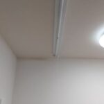 クリプトメリア 画像20